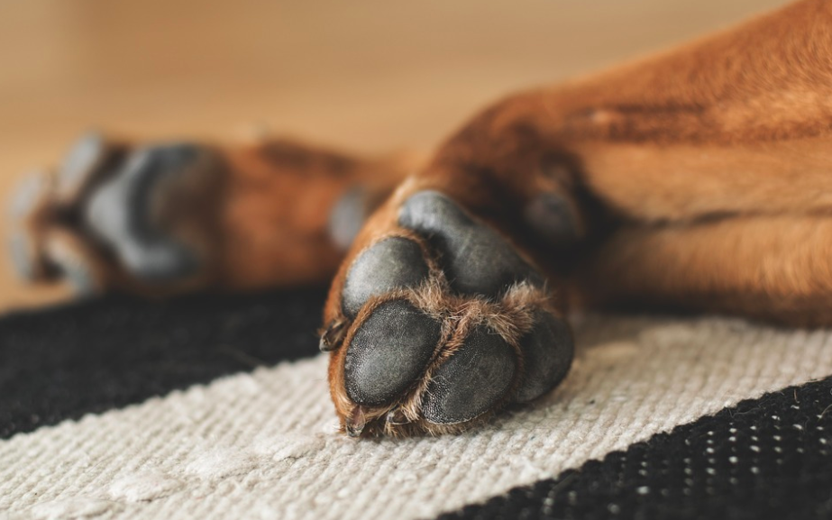 Schmiere die Pfoten deines Hundes mit Vaseline ein damit er jetzt nicht leiden muss!
