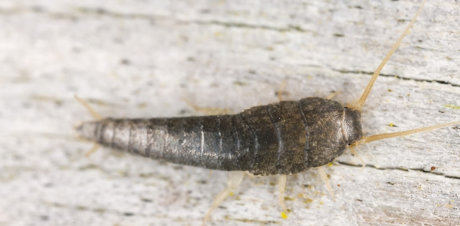Was du gegen Silberfische in der Küche oder im Bad tun kannst!