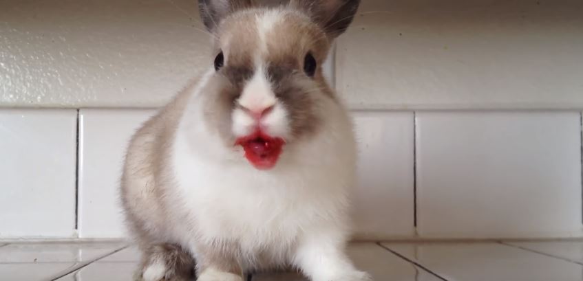 Das Kaninchen so etwas essen hätten wir nicht gedacht! Machen eure Kaninchen das auch?