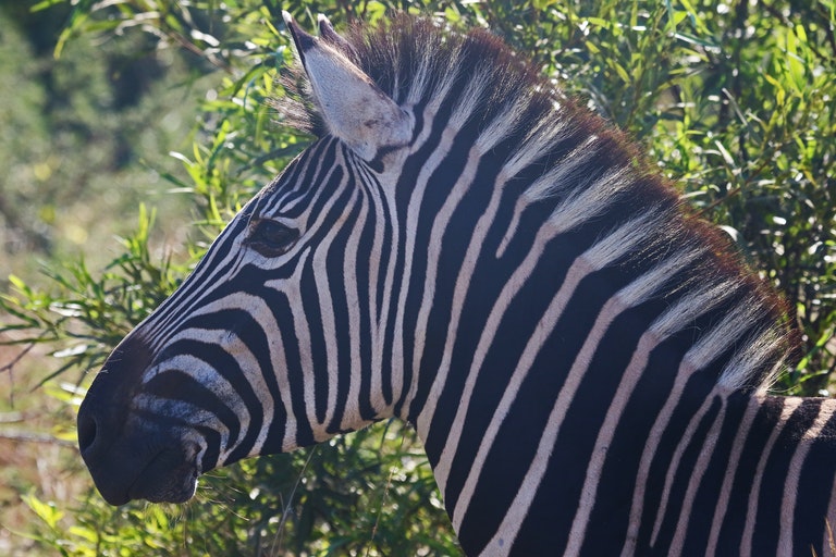Dieser Zebra wurde in freier Wildbahn gesichtet – Tierarzt nach Untersuchtung schockiert