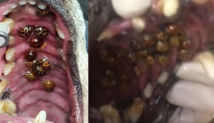 SCHRECKLICH: Marienkäfer beißen sich in den Rachen dieses Hundes fest!