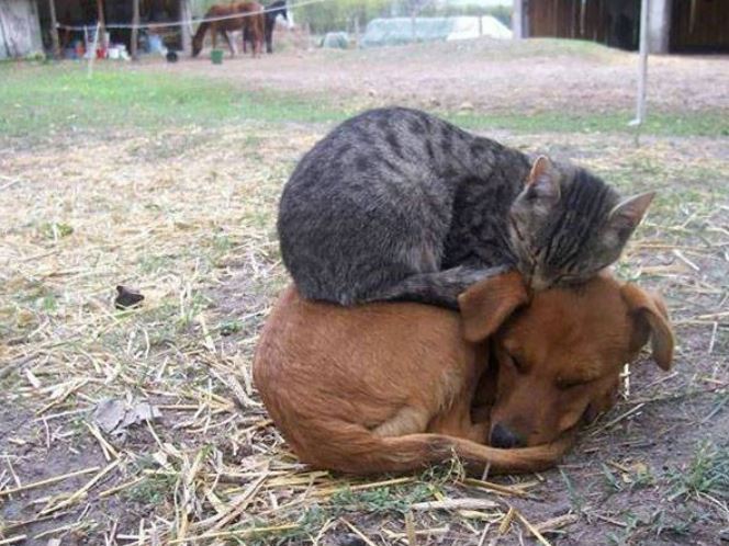 Katzen schlafen