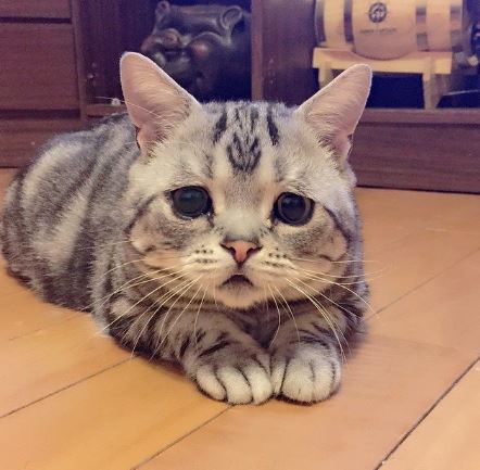 12 Katzen die 'etwas anders' auf die Welt kamen und unsere Herzen zum Schmelzen brachten.