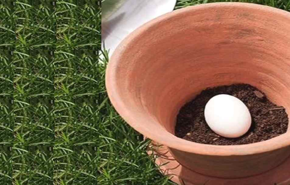 Sie vergräbt ein rohes Ei im Garten. Was Tage später passiert ist unglaublich!