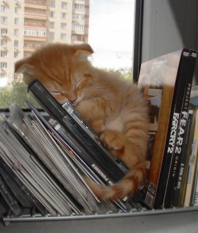 Katzen schlafen