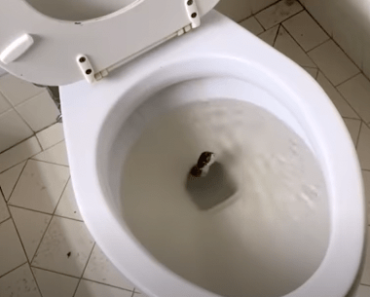 Mann findet "Schlange" in seiner Toilette - Als der Experte sie sieht, flüstert er: "Das ist keine Schlange..."