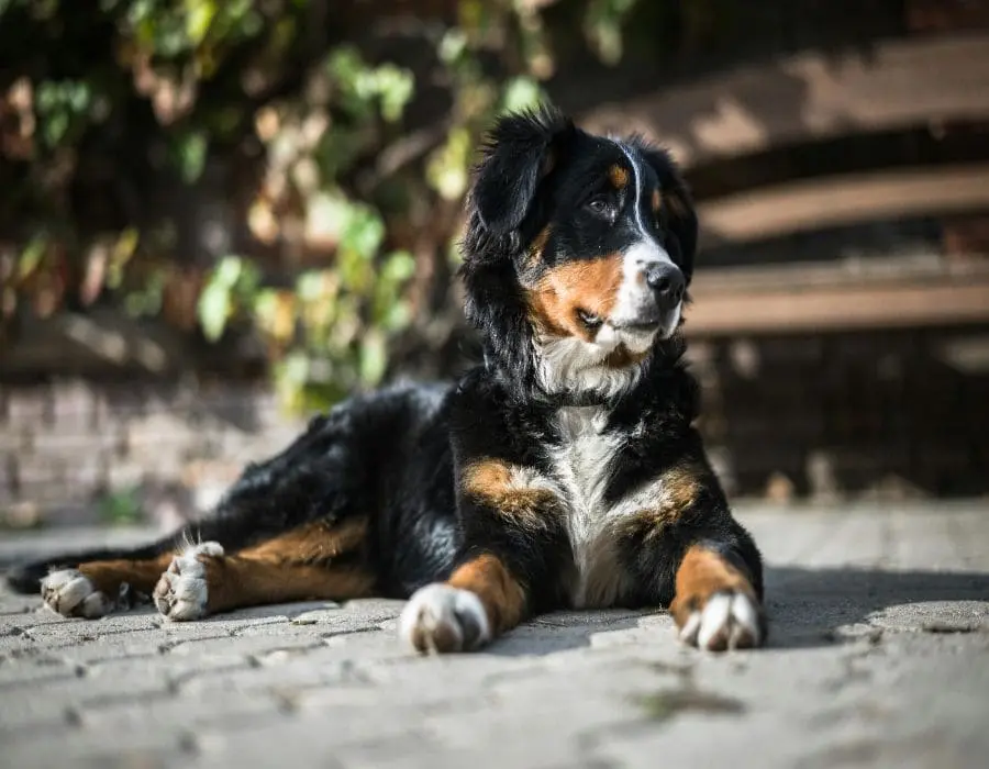 7 Words That Dogs Can Understand (And 4 That No Dog Can)