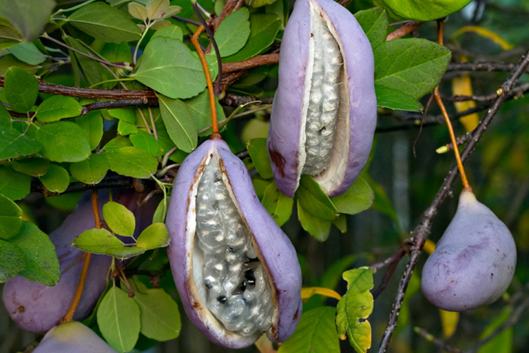Take A Look At These Strange Fruits From Around The World