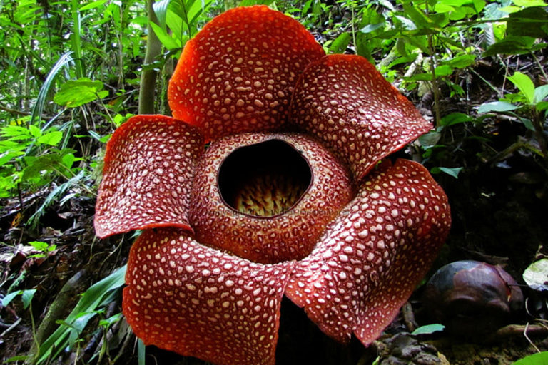 Strange and Rare Plants From Around The Globe