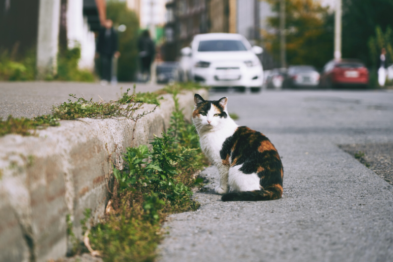 Polnische Katze ist auf Google Maps die Touristenattraktion mit den besten Bewertungen