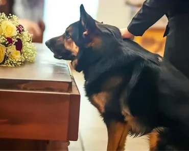 Ex-Polizeihund bellt unentwegt am Sarg seines früheren Besitzers - enthüllt das Geheimnis, das er mit ins Grab nahm