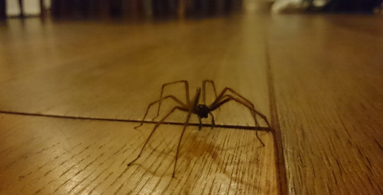 Mit diesem tierfreundlichen Trick scheuchst du alle Spinnen aus deinem Haus!