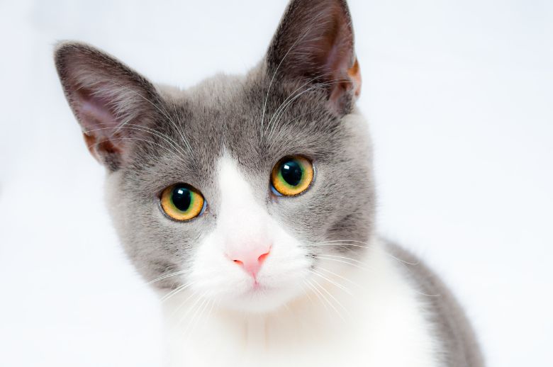 Wie süß! Mit diesen (komischen) Zeichen will dir deine Katze sagen, dass sie dich lieb hat!