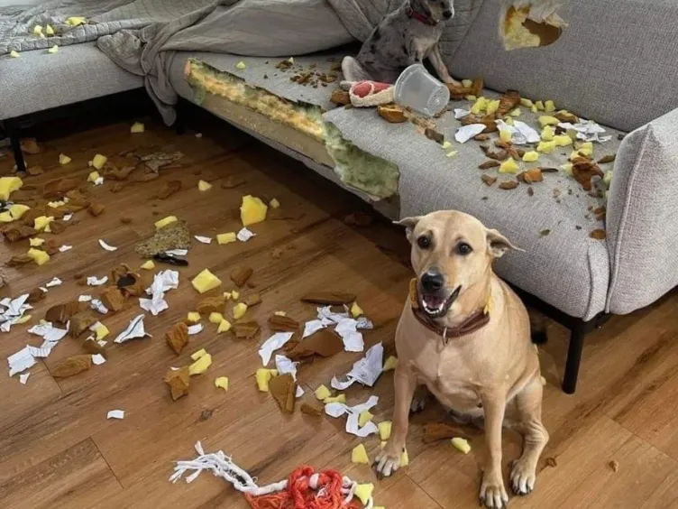 Was sagt Ihr Hund wirklich? Entdecken Sie 43 Tipps, um den Hundecode zu knacken!