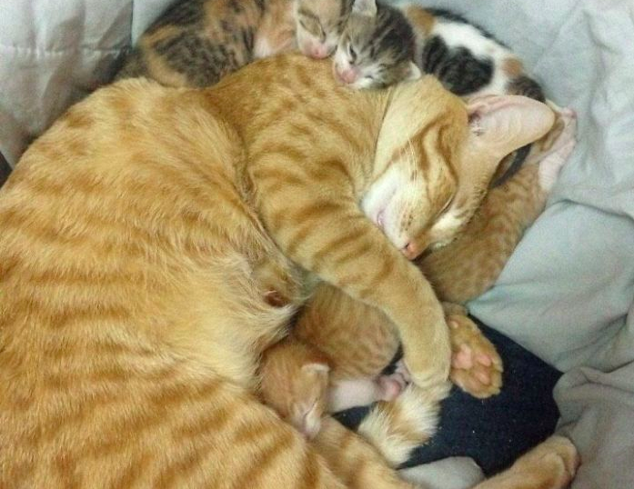Unglaublich süß... Dieser Vater-Kater zeigt deutlich was er von seinen kleinen Kindern hält!
