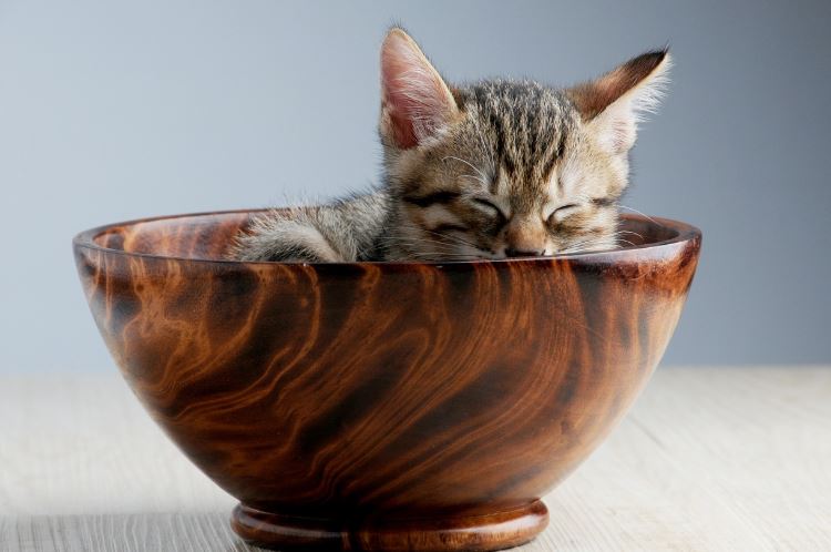 Katzen schlafen