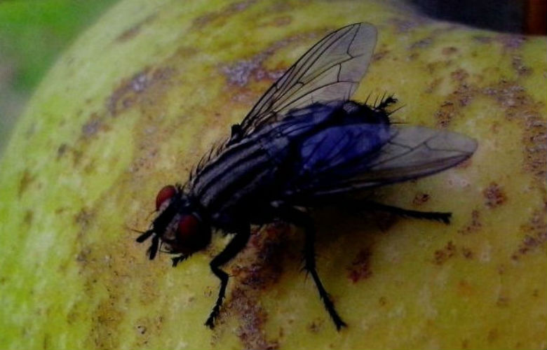 Mit dieser Falle bist du Fliegen ein für alle Mal los!