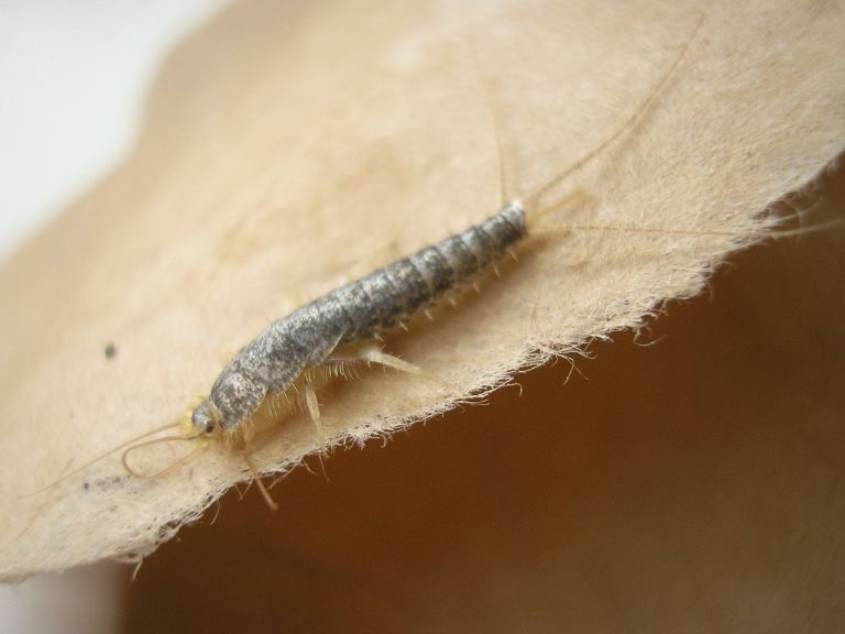 Hast du Silberfische im Haushalt? So wirst du sie ganz einfach los!
