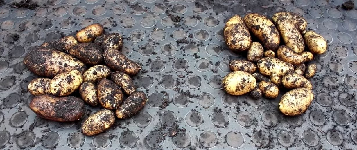 Du brauchst keinen Garten um Kartoffeln anzubauen, nur einen Eimer!