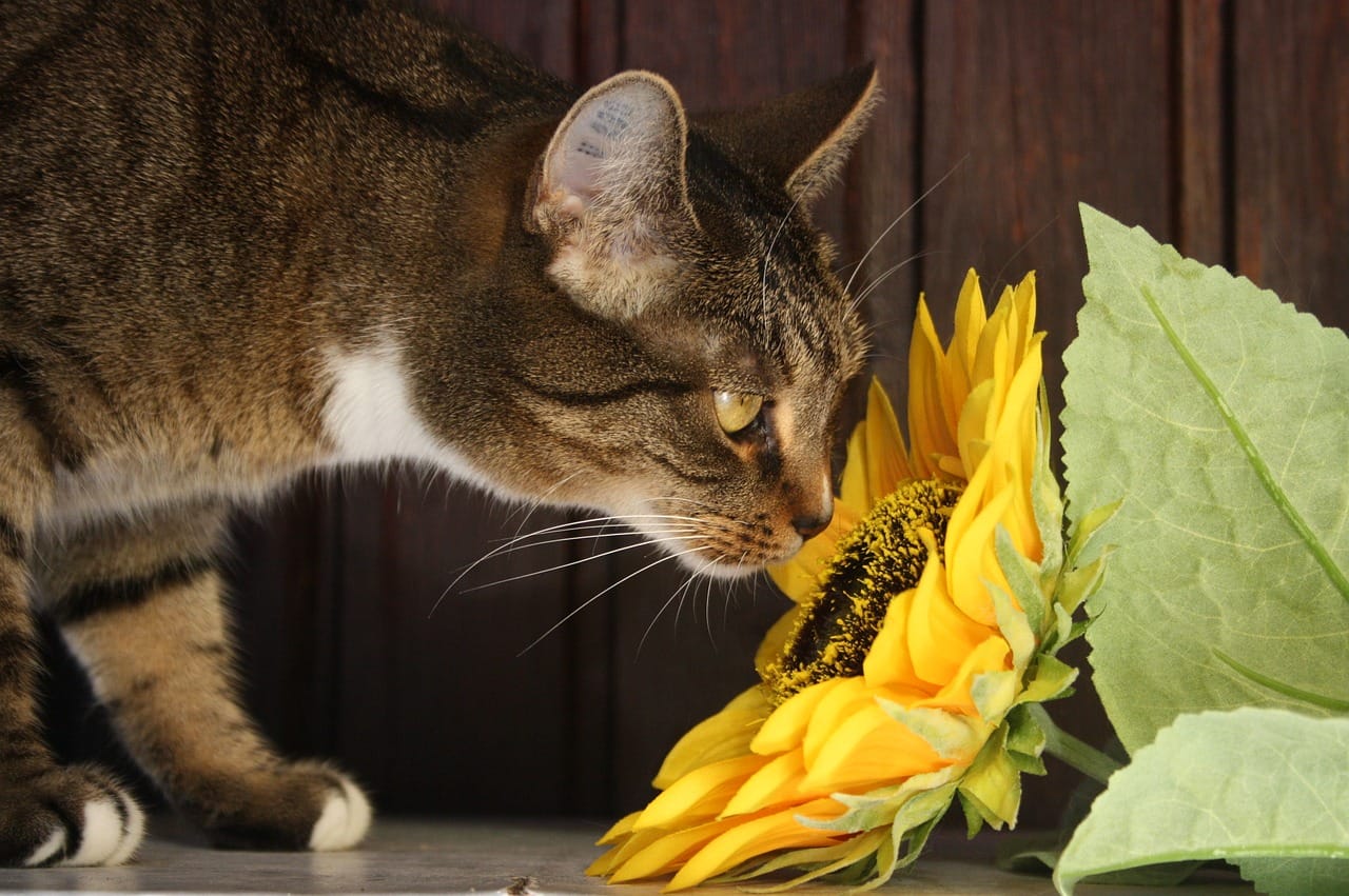 Achtung! Diese Pflanzen sind für deine Katze giftig!