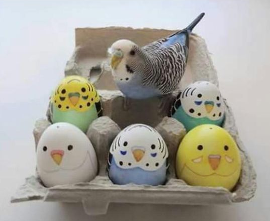Eier Vögel