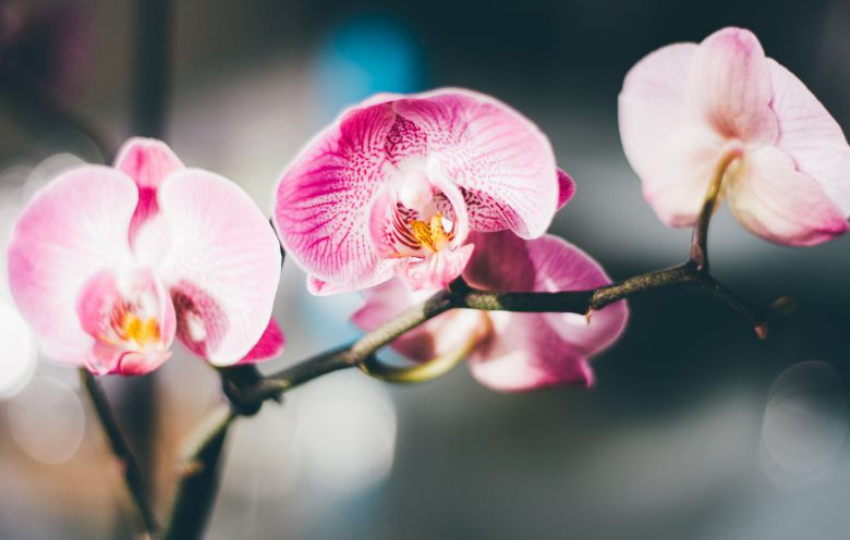 So pflegst du Orchideen richtig, damit sie wieder schön aufblühen