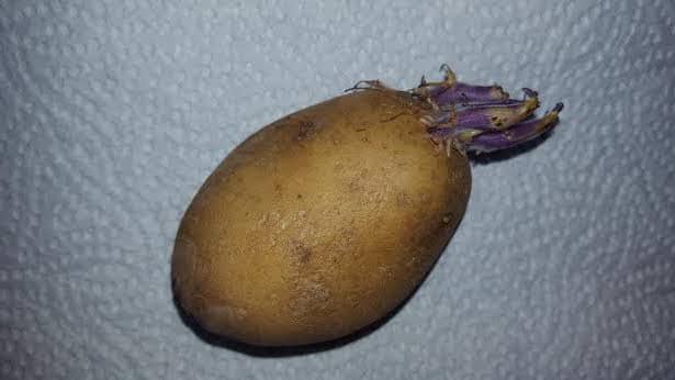 Kartoffeln mit Trieben, gesund oder ungesund? DAS war dir bestimmt nicht klar!