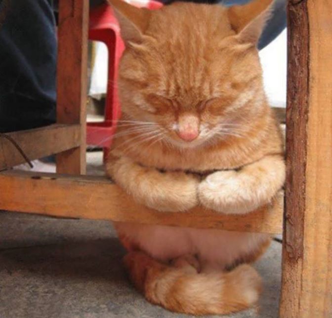 Katzen schlafen