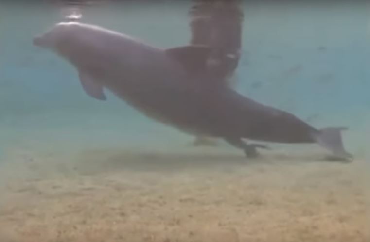 Dieser Delphin verhielt sich sehr auffällig; dann entdeckten Taucher was los war