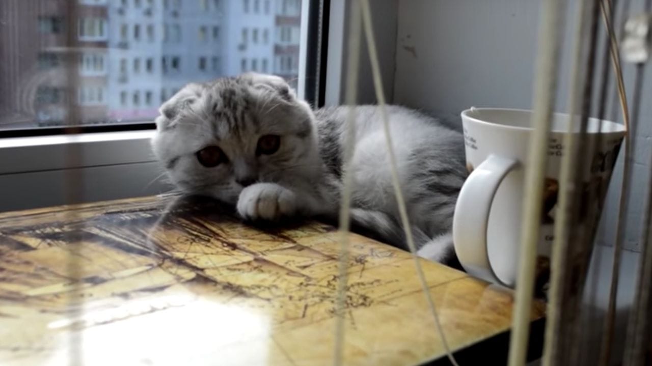 Aus diesen 3 Gründen will deine Katze ständig deine Sachen runterwerfen!