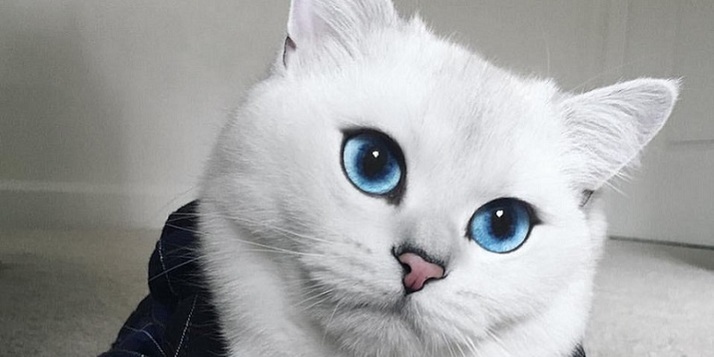 Wow, vielleicht ist dies die schönste Katze auf Erden?