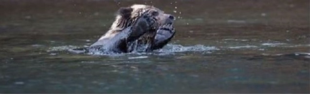 Bärenmutter lässt erschöpfte Jungen zum Ertrinken hinter sich; bis Angler diesen Rettungsversuch starten
