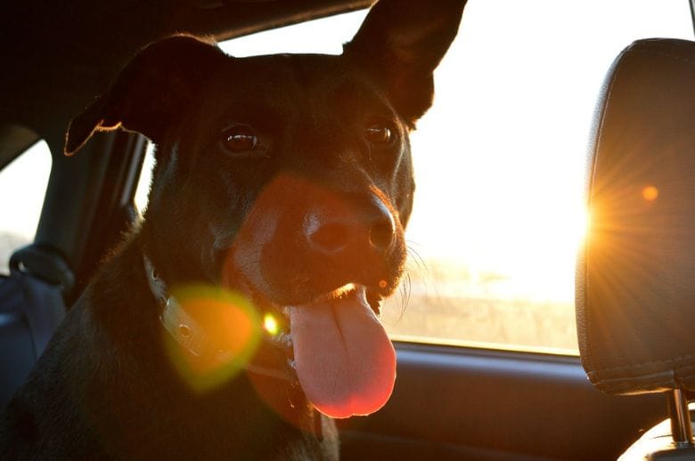 Jeden Sommer sterben Hunde, weil ihre Besitzer diese Gefahr unterschätzen