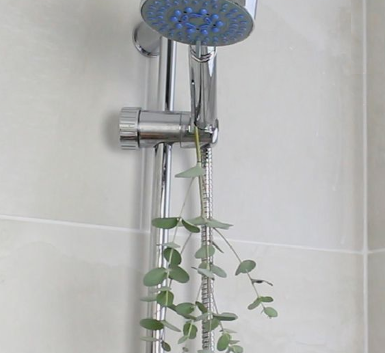 Das ist der Grund warum sich jetzt jeder Eukalyptus in die Dusche hängt