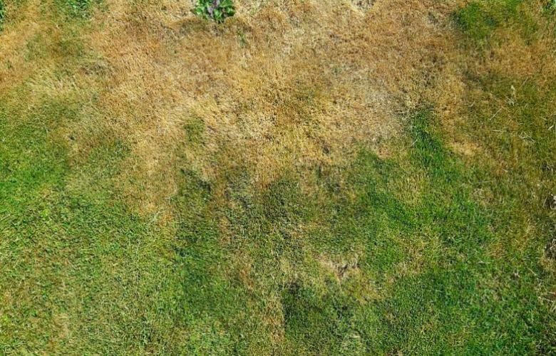 Mit diesen Tipps zur Rasenpflege übersteht er jetzt die Hitze