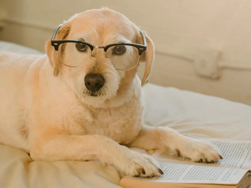 7 Words That Dogs Can Understand (And 4 That No Dog Can)