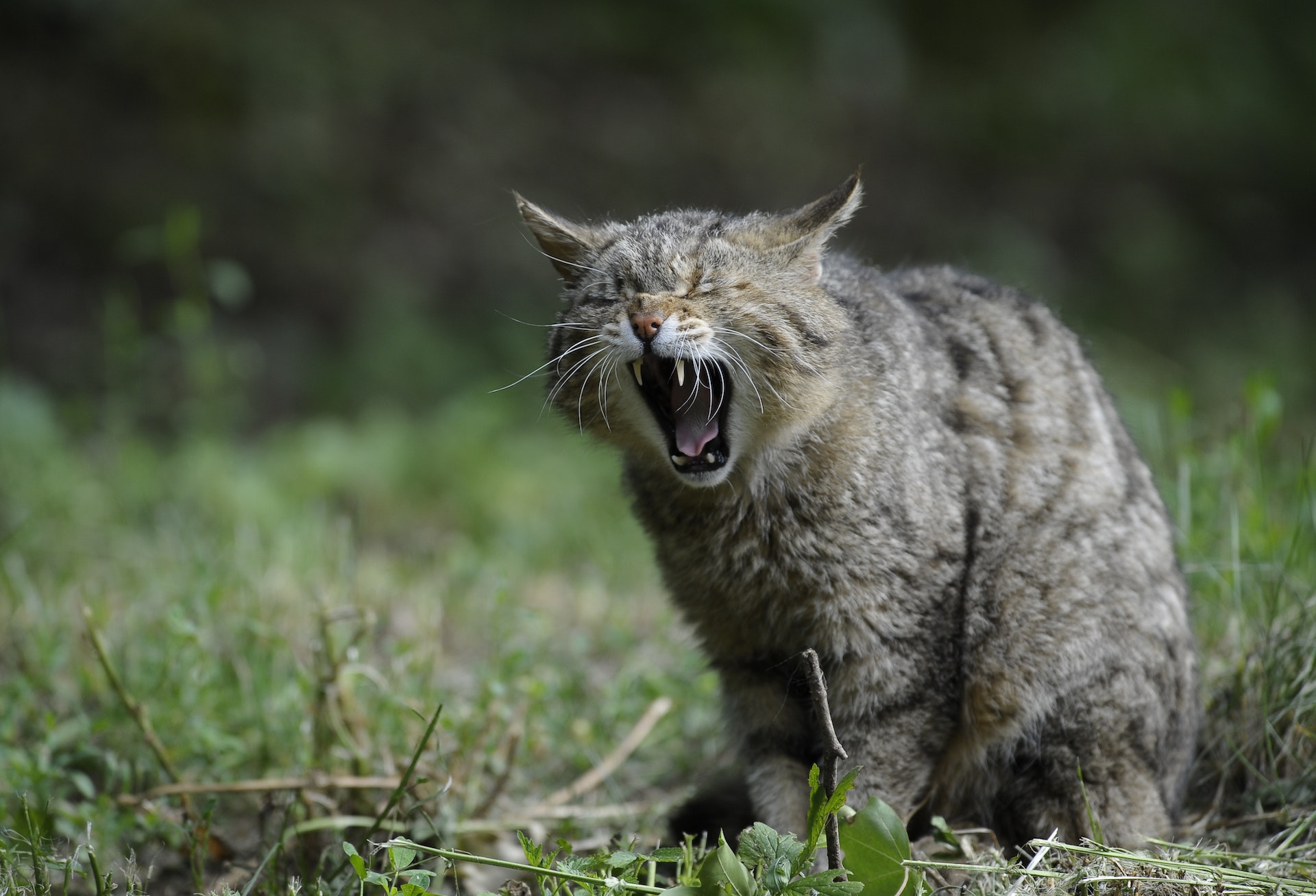Fremde Katzen loswerden, die in den eigenen Garten machen? Kein Problem mit diesem tierfreundlichen Trick!