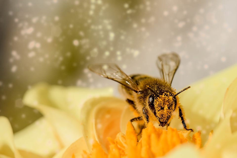 Mit diesen einfachen 3 Schritten rettest du Bienen!