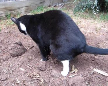 Immer wieder Nachbarskatzen in Ihrem Garten? Mit diesem absolut katzenfreundlichen Trick wird das nicht mehr passieren!