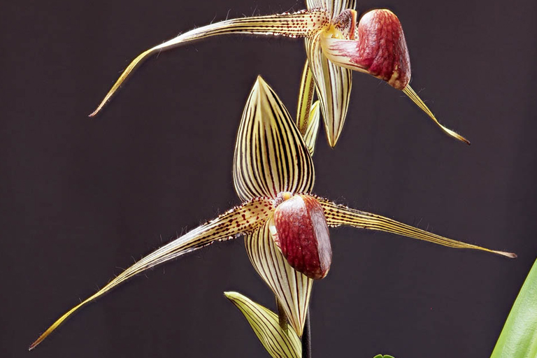 Take A Look At These Plants Found Around The Globe
