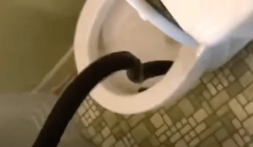 Mann findet "Schlange" in seiner Toilette - Als der Experte sie sieht, flüstert er: "Das ist keine Schlange..."