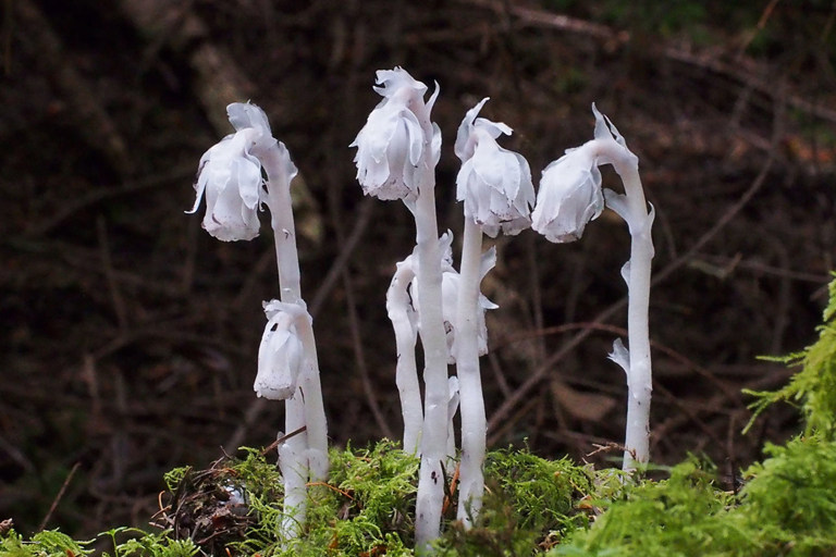 Take A Look At These Plants Found Around The Globe