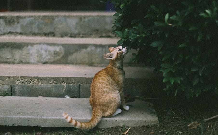 Achtung! Diese Pflanzen sind für deine Katze giftig!