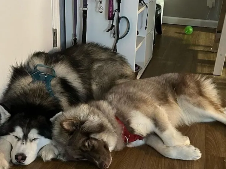Was sagt Ihr Hund wirklich? Entdecken Sie 43 Tipps, um den Hundecode zu knacken!