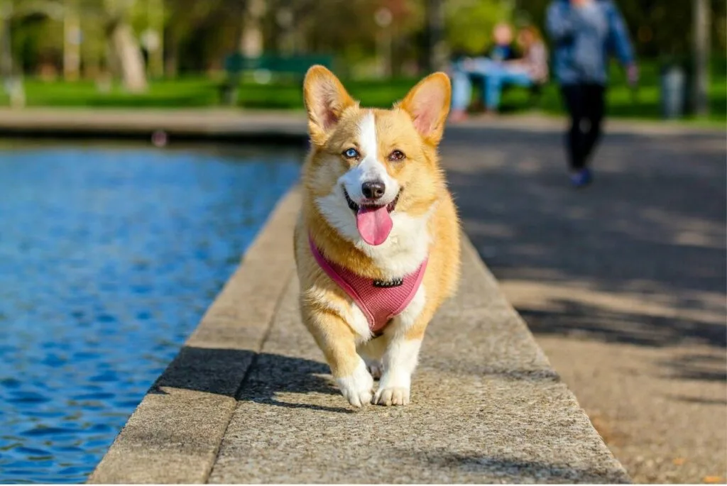 7 Words That Dogs Can Understand (And 4 That No Dog Can)