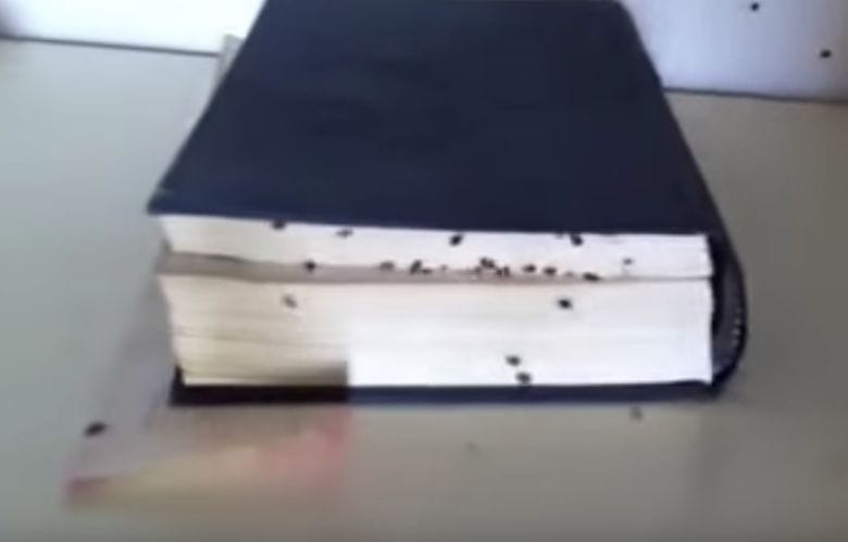 Nicht nur im Bett: Bettwanzen kann man also auch von diesen 4 unerwarteten Orten bekommen!