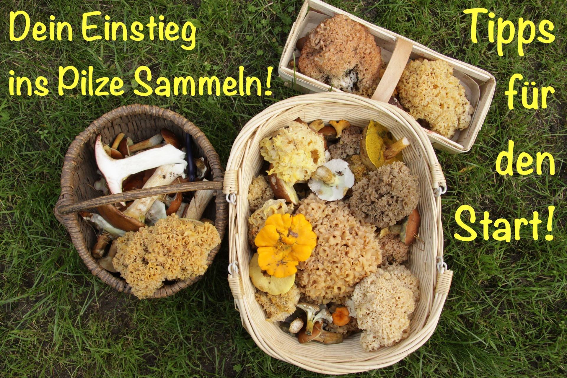Welche Pilze darfst du eigentlich essen und welche nicht? Welche Pilze schmecken gut?