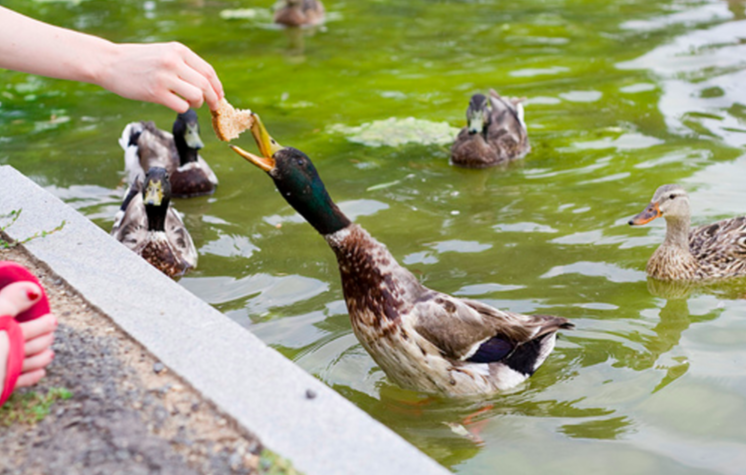Verfütterst du altes Brot an Enten? Dann lies dir das hier bitte kurz durch!