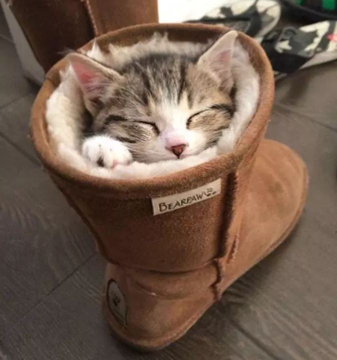Katzen schlafen