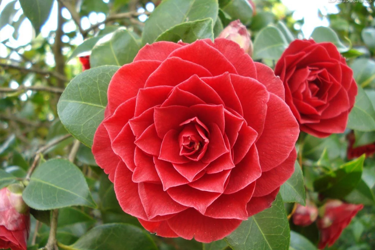 Take A Look At These Plants Found Around The Globe